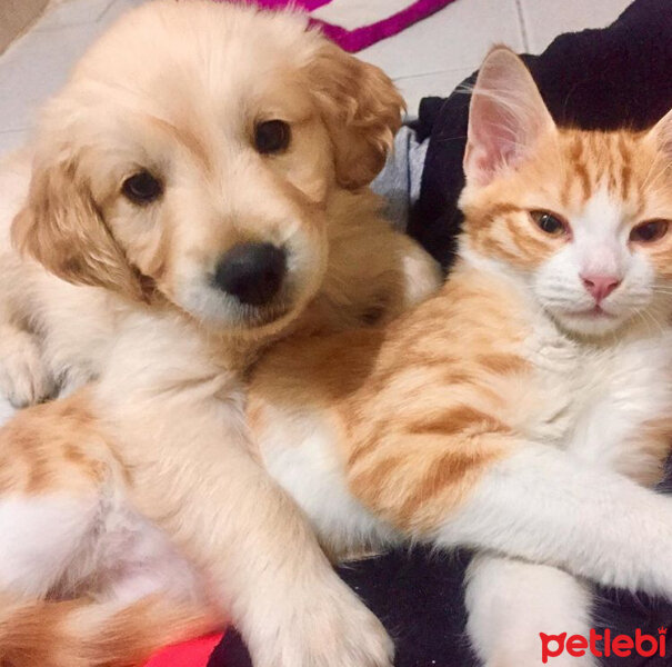 Golden Retriever, Köpek  Hera fotoğrafı