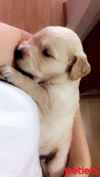 Golden Retriever, Köpek  Hera fotoğrafı