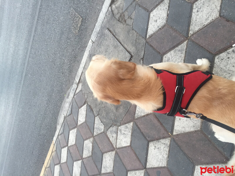 Golden Retriever, Köpek  Hera fotoğrafı