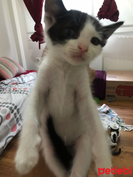 Tekir Kedi, Kedi  Sakız fotoğrafı