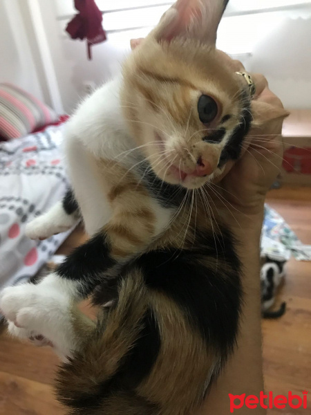 Tekir Kedi, Kedi  Sakız fotoğrafı