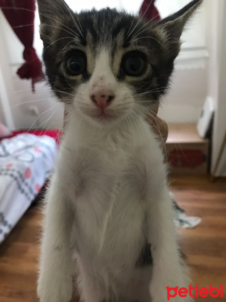 Tekir Kedi, Kedi  Sakız fotoğrafı