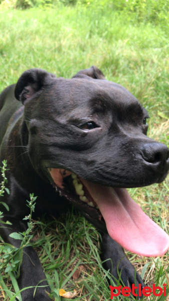 Amerikan Pitbull Terrier, Köpek  Julıa fotoğrafı