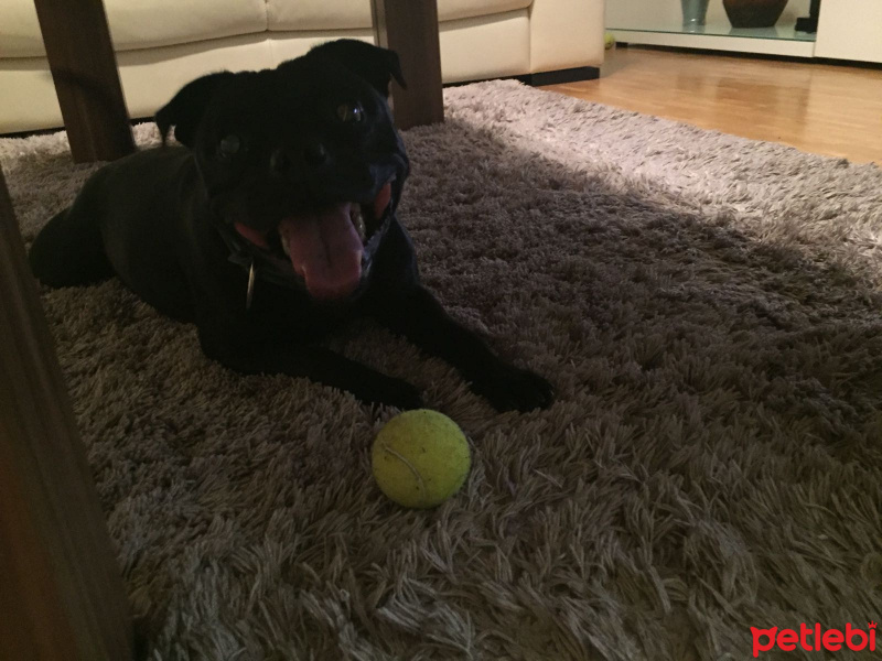 Amerikan Pitbull Terrier, Köpek  Julıa fotoğrafı