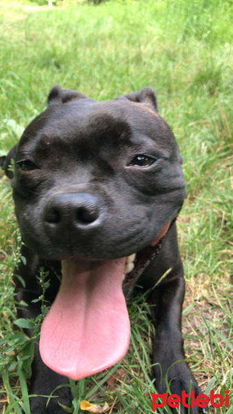 Amerikan Pitbull Terrier, Köpek  Julıa fotoğrafı