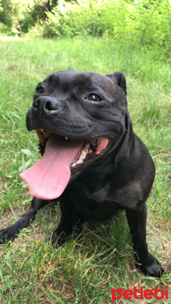Amerikan Pitbull Terrier, Köpek  Julıa fotoğrafı