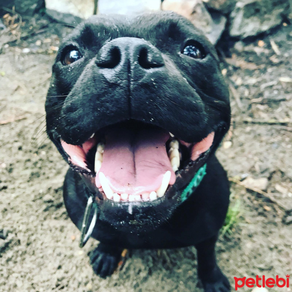 Avustralya Terrier, Köpek  Mıya fotoğrafı