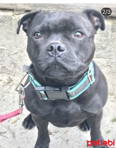 Avustralya Terrier, Köpek  Mıya fotoğrafı
