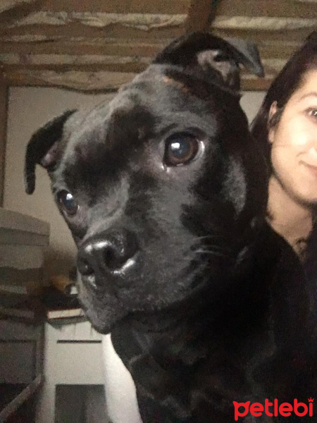 Avustralya Terrier, Köpek  Mıya fotoğrafı