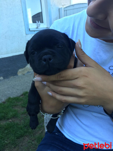 Avustralya Terrier, Köpek  Mıya fotoğrafı