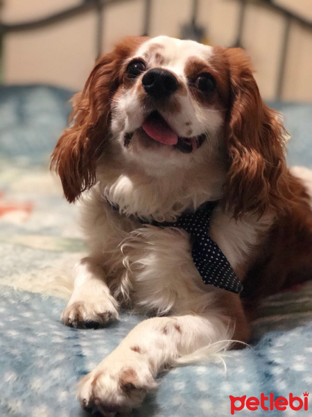 King Charles Spaniel, Köpek  samos fotoğrafı