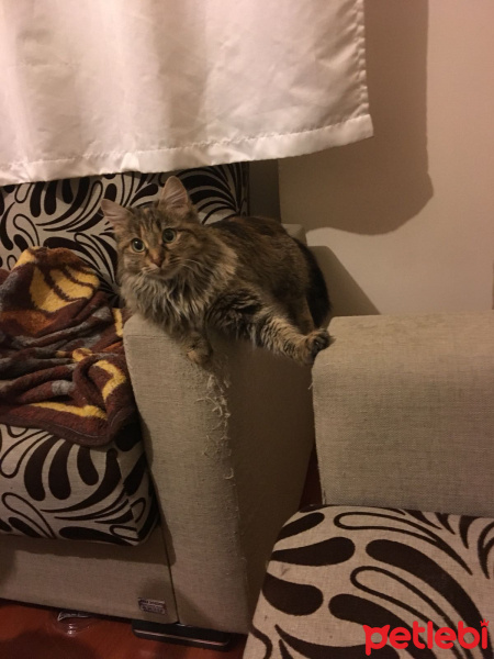 Tekir Kedi, Kedi  Muffin fotoğrafı