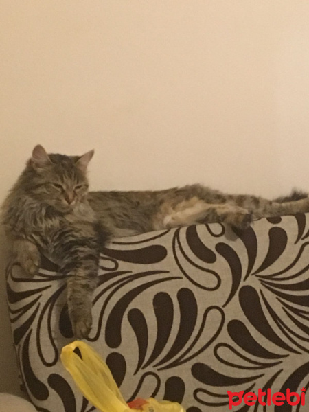 Tekir Kedi, Kedi  Muffin fotoğrafı