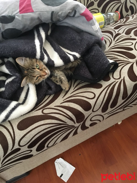 Tekir Kedi, Kedi  Muffin fotoğrafı