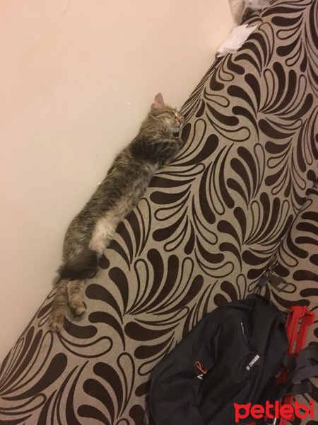 Tekir Kedi, Kedi  Muffin fotoğrafı