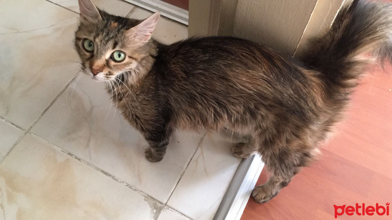 Tekir Kedi, Kedi  Muffin fotoğrafı