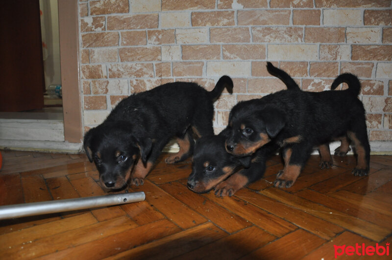 Rottweiler, Köpek  Chivas ve Paşa'nın yavruları fotoğrafı