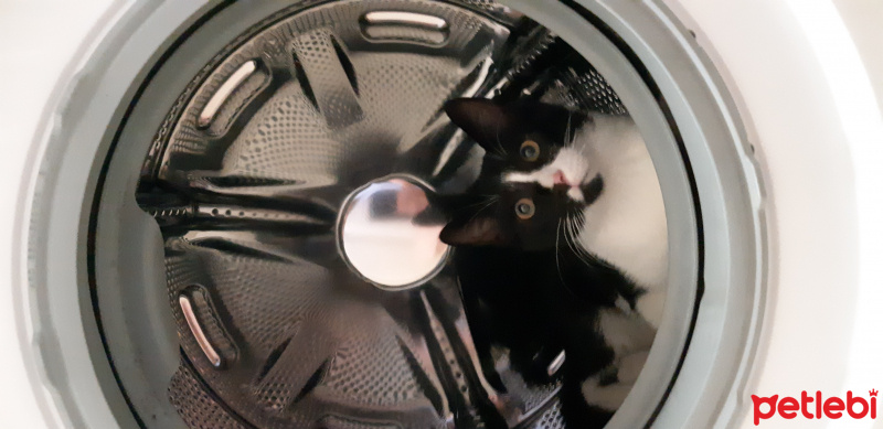 Tuxedo (Smokin) Kedi, Kedi  Vecihi fotoğrafı