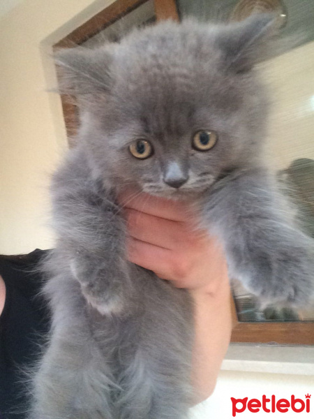 İran Kedisi (Persian), Kedi  Pikaçu fotoğrafı