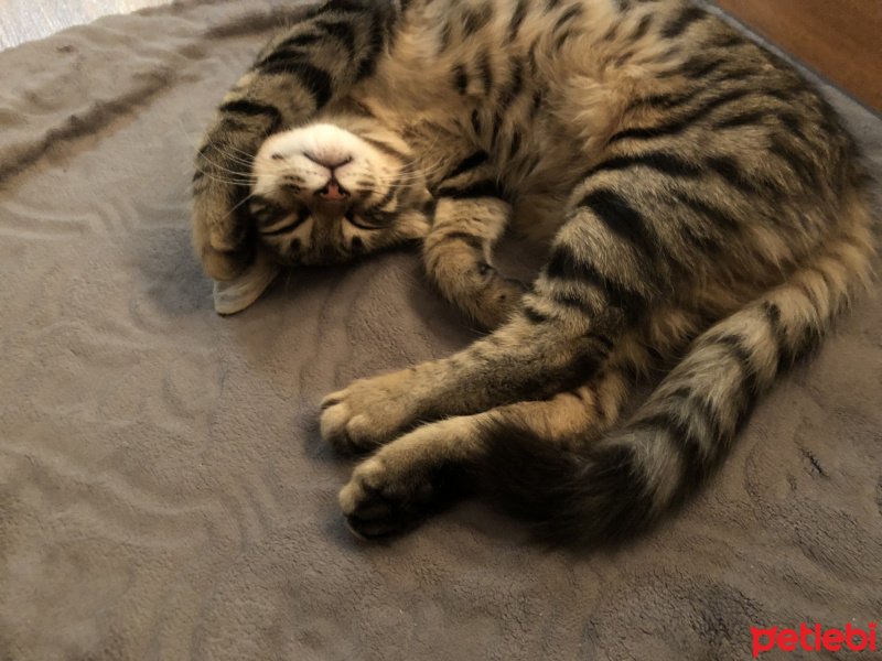 Tekir Kedi, Kedi  Gırgır fotoğrafı