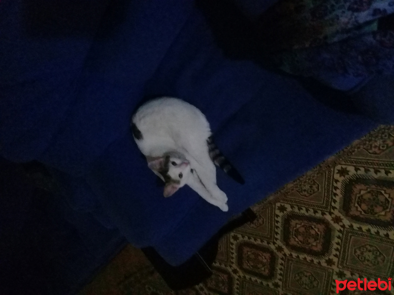 Tekir Kedi, Kedi  Pamuk fotoğrafı