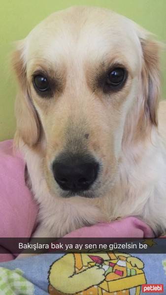 Golden Retriever, Köpek  Mia fotoğrafı