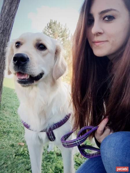 Golden Retriever, Köpek  Mia fotoğrafı