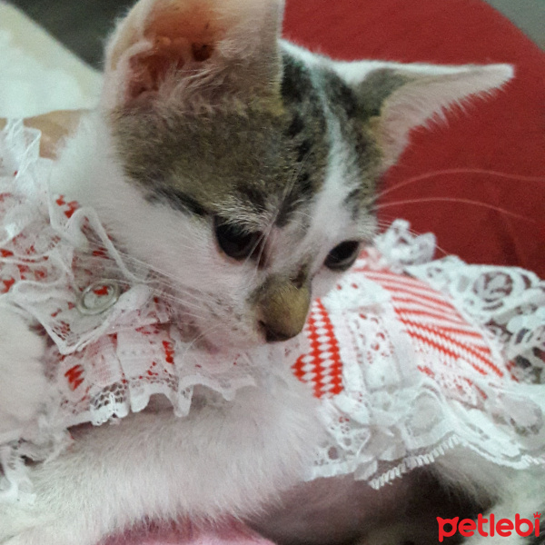 Soke, Kedi  Misket fotoğrafı