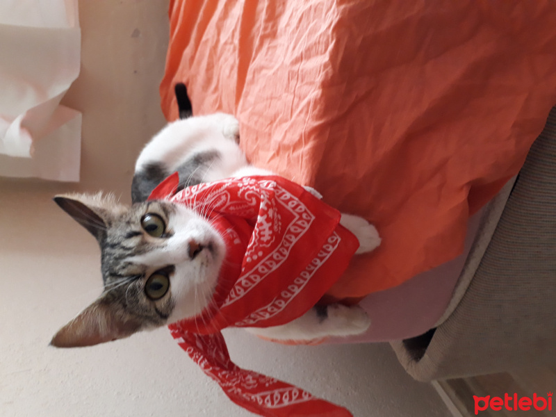 Tekir Kedi, Kedi  Nazlı fotoğrafı
