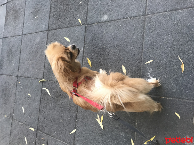 Pekingese, Köpek  Doris fotoğrafı