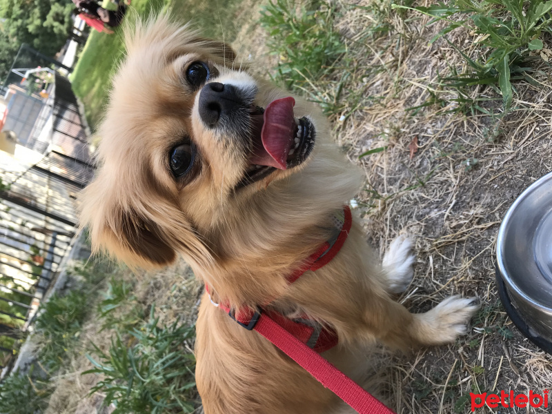 Pekingese, Köpek  Doris fotoğrafı