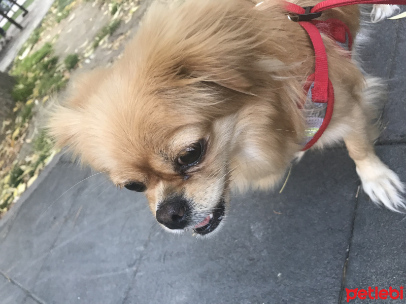 Pekingese, Köpek  Doris fotoğrafı