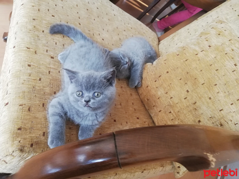 Scottish Fold, Kedi  İkizler fotoğrafı