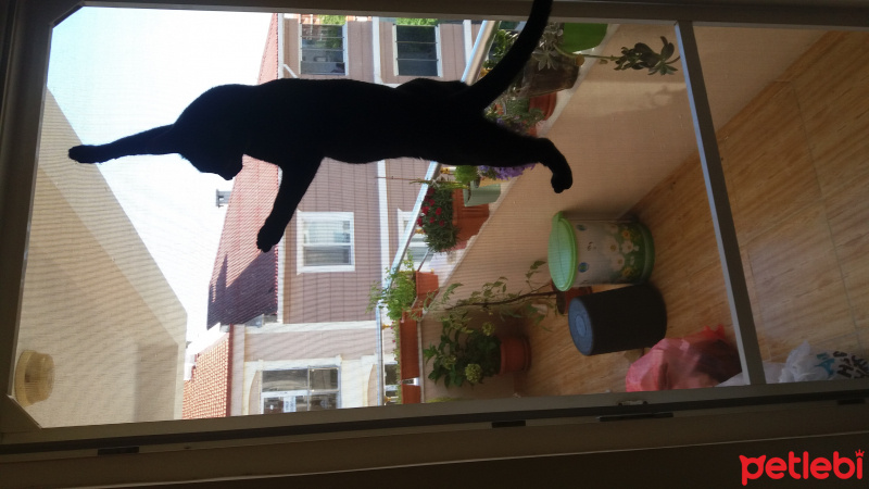 Tekir Kedi, Kedi  Ramiz fotoğrafı