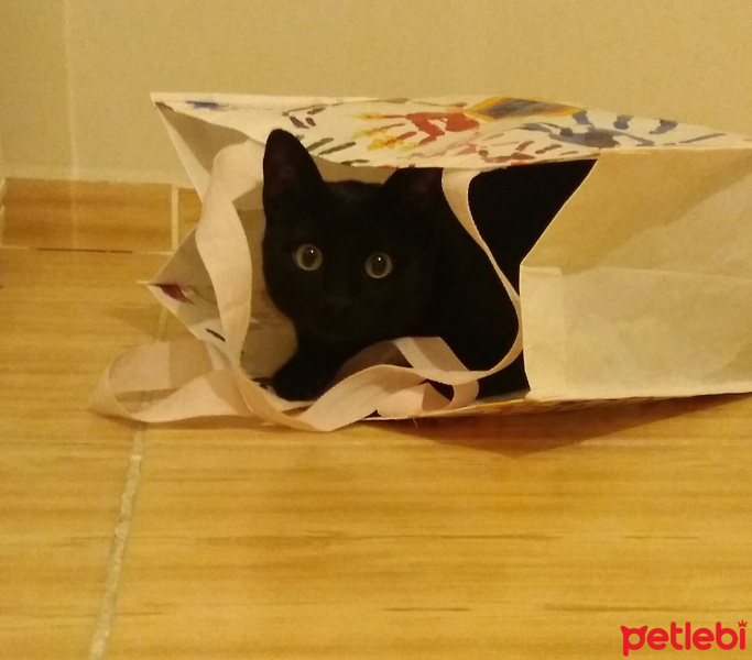 Tekir Kedi, Kedi  Ramiz fotoğrafı