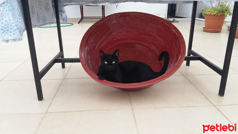 Tekir Kedi, Kedi  Ramiz fotoğrafı