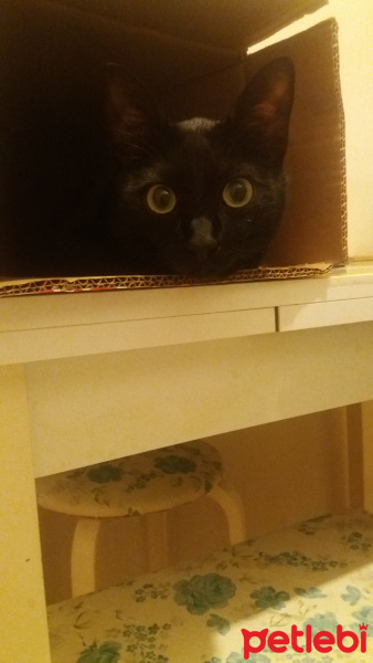Tekir Kedi, Kedi  Ramiz fotoğrafı