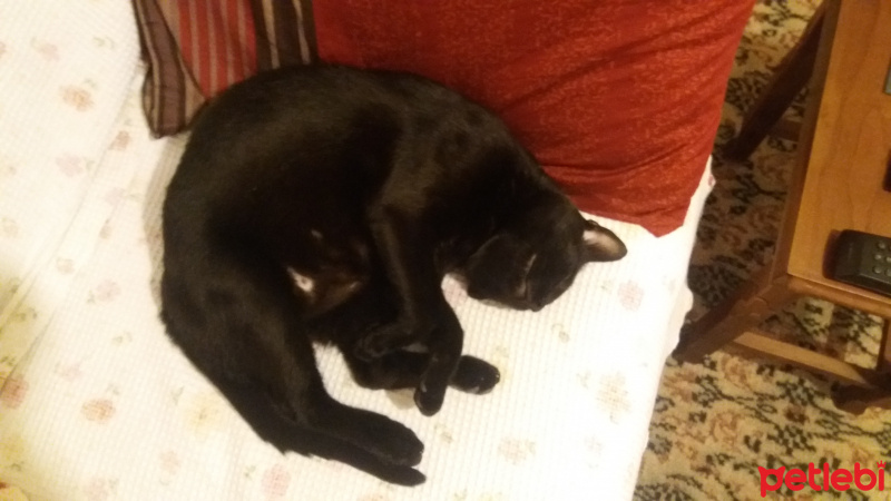 Tekir Kedi, Kedi  Ramiz fotoğrafı