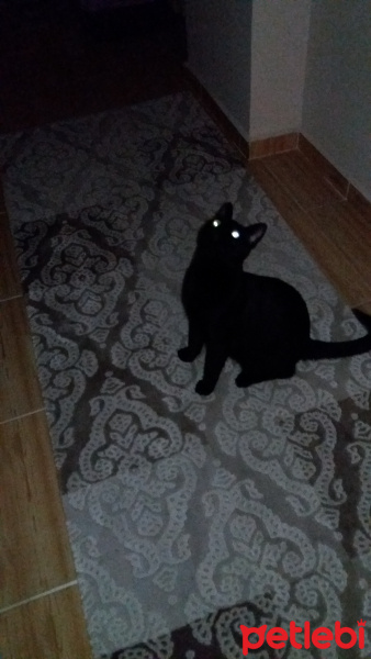 Tekir Kedi, Kedi  Ramiz fotoğrafı