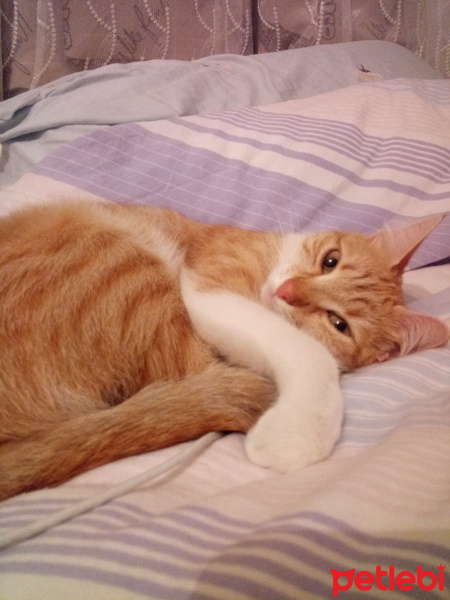 Tekir Kedi, Kedi  Petek fotoğrafı