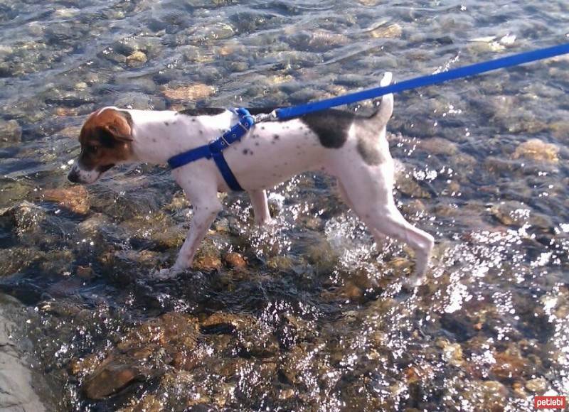 Jack Russell Terrier, Köpek  ÇAKIL fotoğrafı