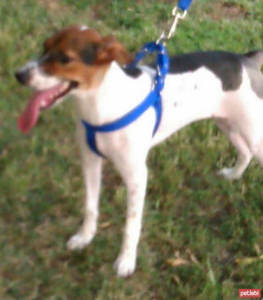 Jack Russell Terrier, Köpek  ÇAKIL fotoğrafı