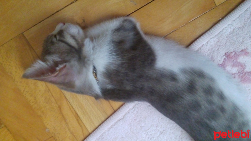 Brazilian Shorthair, Kedi  Baliş fotoğrafı
