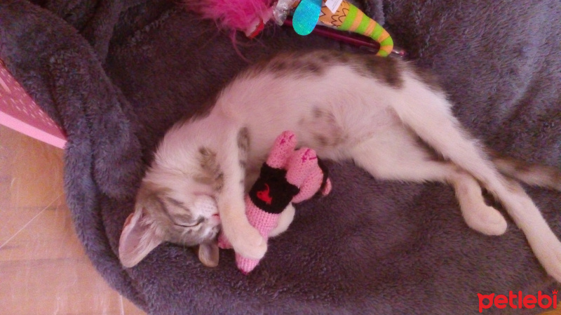 Brazilian Shorthair, Kedi  Baliş fotoğrafı