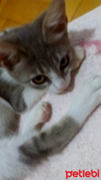 Brazilian Shorthair, Kedi  Baliş fotoğrafı