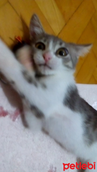 Brazilian Shorthair, Kedi  Baliş fotoğrafı