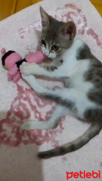 Brazilian Shorthair, Kedi  Baliş fotoğrafı