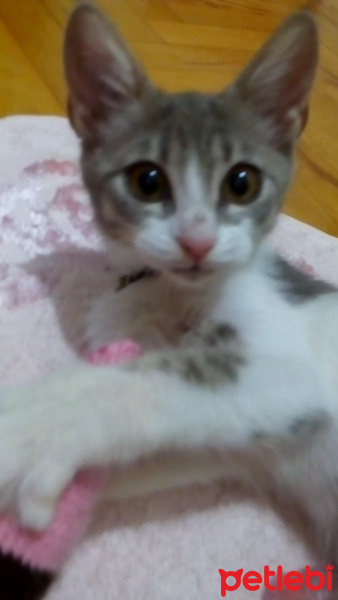 Brazilian Shorthair, Kedi  Baliş fotoğrafı