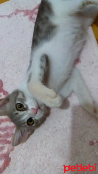 Brazilian Shorthair, Kedi  Baliş fotoğrafı