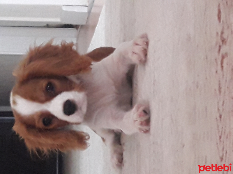 Cavalier King Charles Spanieli, Köpek  Tarçın fotoğrafı